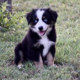 Bucket - Black tri male Miniature Australian Shepherd puppy in Evant, Texas from Lazy VT Bar Ranch