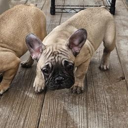 Boston Terrier, Doberman Pinscher, French Bulldog, and Shiba Inu Puppies from Diamonds In The Ruff Boston Terriers
