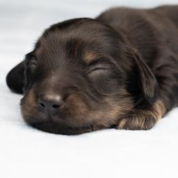 Melody - Black and cream female Dachshund puppy in Barnesville, Pennsylvania from Dachsy