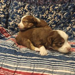 Miniature American Shepherd Puppies from Railroad Tails