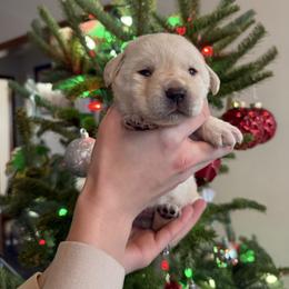 Boy 1 - Yellow male Labrador Retriever puppy in Angola, Indiana from Reniers Labrador Retrievers
