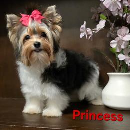 Princess - Black tan and white female Biewer Terrier puppy in Modesto, California from Granny's yorkshire Terrier Modesto California
