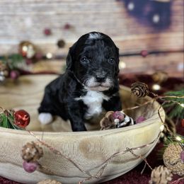 Toothless - Parti male Goldendoodle puppy in Haltom City, Texas from Ohana Doodles