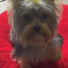 Yorkshire Terrier Puppies from Joy Riley's Yorkies