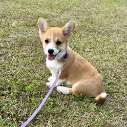 Penny - Red female Pembroke Welsh Corgi puppy in Yulee, Florida from Pembroke Welsh Corgis at Belle Haven