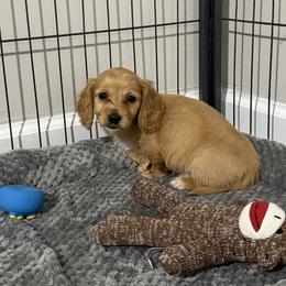 Tinker - Red female Dachshund puppy in Dawson, Alabama from Bells Dashing Dachshunds