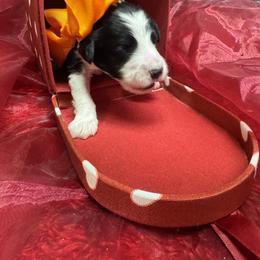 Bernedoodle, Poodle, and Sheepadoodle Puppies from TLC by the Lake Standard Poodle and Doodles