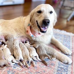 Bernedoodle and Goldendoodle Puppies from BrookeMarie’s Goldendoodle Love