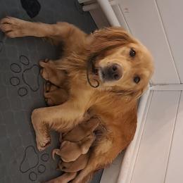Moose (male pick 4) - Dark golden male Golden Retriever puppy in Tenino, Washington from Oak River Goldens'