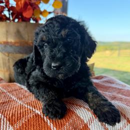 Splash - Black male Goldendoodle puppy in Wyandotte, Oklahoma from Goldendoodles of NE OK