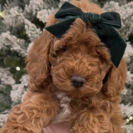 Sweety Pie Girl - Red  female Goldendoodle puppy in Mayfield, Utah from Ruff Country Doodles