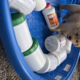 Golden Retriever Puppies from Golden Wise