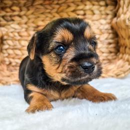 Oliver - Black and tan male Yorkshire Terrier puppy in Blacksburg, South Carolina from Hess Pooches LLC