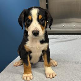 Purple Girl - Black, white and red female Greater Swiss Mountain Dog puppy in Lower Burrell, Pennsylvania from Polyanna’s GSMD