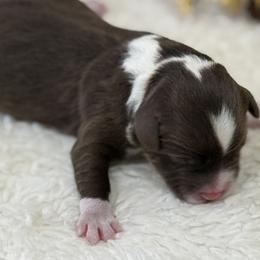 Frost - Red tri-color male Aussiedoodle puppy in Arrington, Tennessee from Tumblin T Aussies and Aussiedoodles
