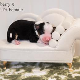 Raspberry pie - Black tri female Miniature American Shepherd puppy in Groesbeck, Texas from Epic Miniature American Shepherds