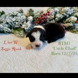 Uncle Chad - Black tri male Miniature Australian Shepherd puppy in Midway, Texas from L Bar W Aussie Ranch