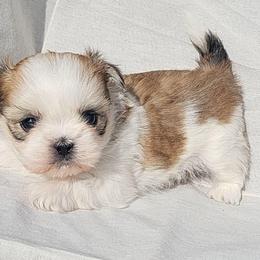 Rusty - Silver gold and white male Shih Tzu puppy in Willard, Utah from Shih-tzu Queen