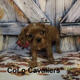 Cavalier King Charles Spaniel Puppies from CoLo Cavaliers