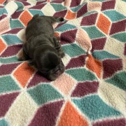 Boy 1 - Black and tan male French Bulldog puppy in Carlisle, Ohio from Gibson Acres