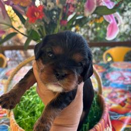 Julia - Black and tan female Cavalier King Charles Spaniel puppy in Tucson, Arizona from Abbey Road Cavaliers