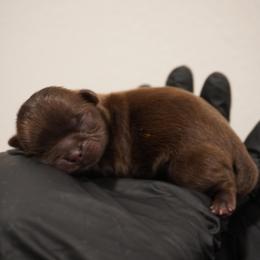 Boy 1 - Chocolate male Shih Tzu puppy in Salem, Oregon from LiL SHiHTZ