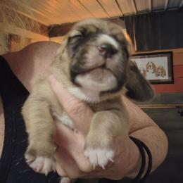 Female 2 - Mahogany and white female Basset Hound puppy in Robbins, Tennessee from Orange Mountain Basset Hounds