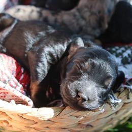 Sterling - Phantom male Goldendoodle puppy in Hobbs, New Mexico from Goldie Locks Golden Retrievers & Doodles