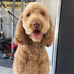 Labradoodles from Delta Doodless