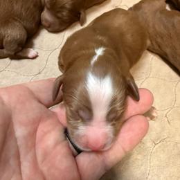 Boy 2 - Red  male Goldendoodle puppy in Ozark, Missouri from Halo Doodles