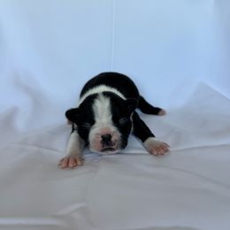 Girl 2 - Black and white female Boston Terrier puppy in Mustang, Oklahoma from Katelyn’s Boston terriers