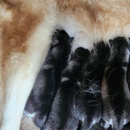 Siberian Husky puppies from Kentucky Huskies