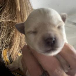 Jason - Tan male Morkie puppy in Taylorsville, North Carolina from Mountain Top Hot Tailz