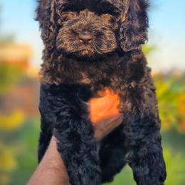 Marina - Black female Cockapoo puppy in Indiahoma, Oklahoma from Phamily Doodles