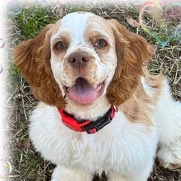 Goose - Cocker Spaniel
