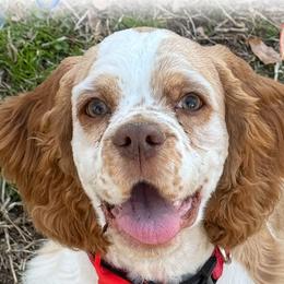 Goose - Cocker Spaniel
