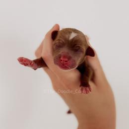Orange girl - Red  female Goldendoodle puppy in Syracuse, Indiana from The Doodle Cove