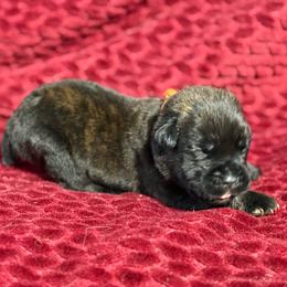 Orange Collar R - Black brindle male Cane Corso puppy in Paris, Texas from Knucklehead Cane Corso