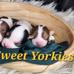 Puppy 3 - Parti female Yorkshire Terrier puppy in Waldorf, Maryland from Bitter Sweet Yorkies