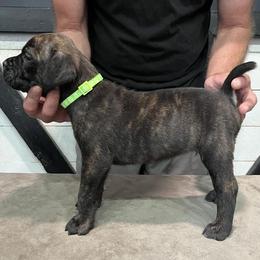 White Collar - Black brindle male Cane Corso puppy in Beaver Crossing, Nebraska from Blue River Cane Corso
