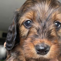 Dachshunds from Doggie Dream House