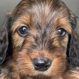 Dachshunds from Doggie Dream House