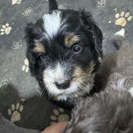 Purple - Tri-color male Bernedoodle puppy in Petersburg, Michigan from Brittany’s Mini Bernedoodles