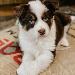Australian Shepherds from Back 40 Aussies