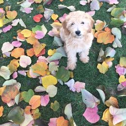 Goldendoodle Puppies from Magic Valley Goldendoodles