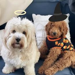 Goldendoodle Puppies from Newport Doodles