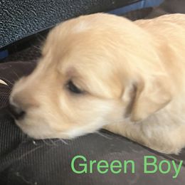 Green Boy - Golden Golden Retriever puppy in Chatsworth, New Jersey from Personalized Dog Training - Windisch Goldens