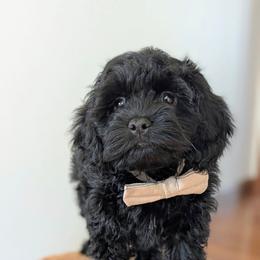 Blue Collar Male - Black male Cockapoo puppy in Newmanstown, Pennsylvania from Greta's Cockapoos