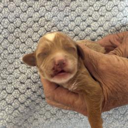 Tony Lama - Apricot male Goldendoodle puppy in Chino Valley, Arizona from Bass Creek Doodles