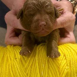 Yellow Male - Brown male Chesapeake Bay Retriever puppy in Houston, Texas from Monarch Chesapeakes